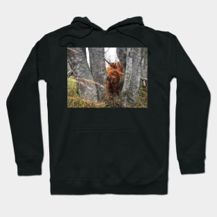 Scottish Highland Cattle Cow and Calf 1582 Hoodie